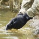 Рукавички водонепроникні Dexshell ToughShield